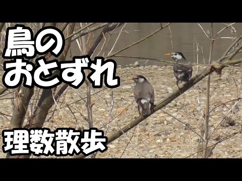 鳥のおとずれ 理数散歩 7話 Youtube