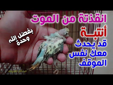 فيديو: كيفية مساعدة طائر مصاب