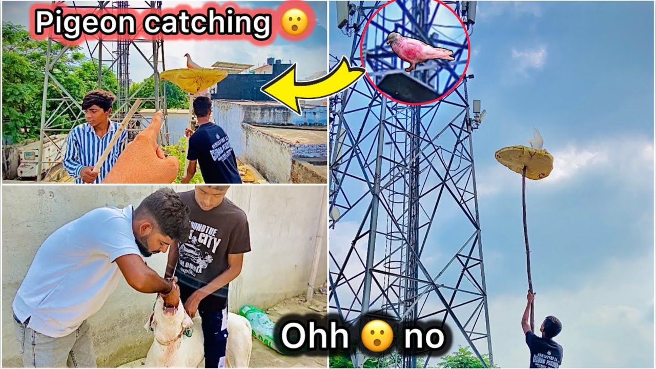 Tower se pakdne lge bazi ka kabutar 😍 || Try to catch tournament pigeon 🏆🕊️
