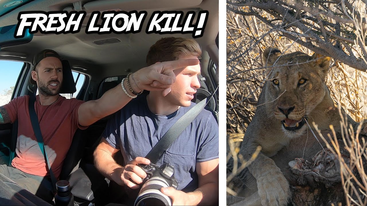 РАСПОЛОЖЕНИЕ ЛЬВОВ на нашем АФРИКАНСКОМ САФАРИ! - Этоша, Намибия