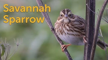 Savannah Sparrow: Country Bird