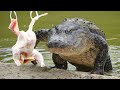 FEEDING ALLIGATORS IN VR180!!! | BRIAN BARCZYK