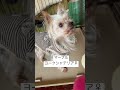 【日常】里親募集中の保護犬を撮影してみたら行動が可愛すぎた #Shorts #マーブル #ヨークシャテリア #まんまるな目 #名前呼んだら走ってくる #呼ばないと来てってやってる #愛くるしい