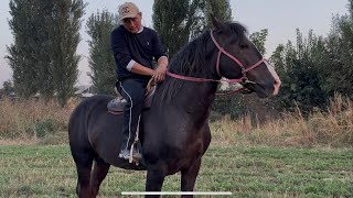 картинка: Абайдын Аты сатылат +996-501-960-666.  #kyrgyzstan #horse