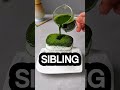 Siblings Be Like Who Touched My Stuff Shorts Satisfying Joke Siblings Be Like Who Touched My Stuff Shorts Satisfying Joke