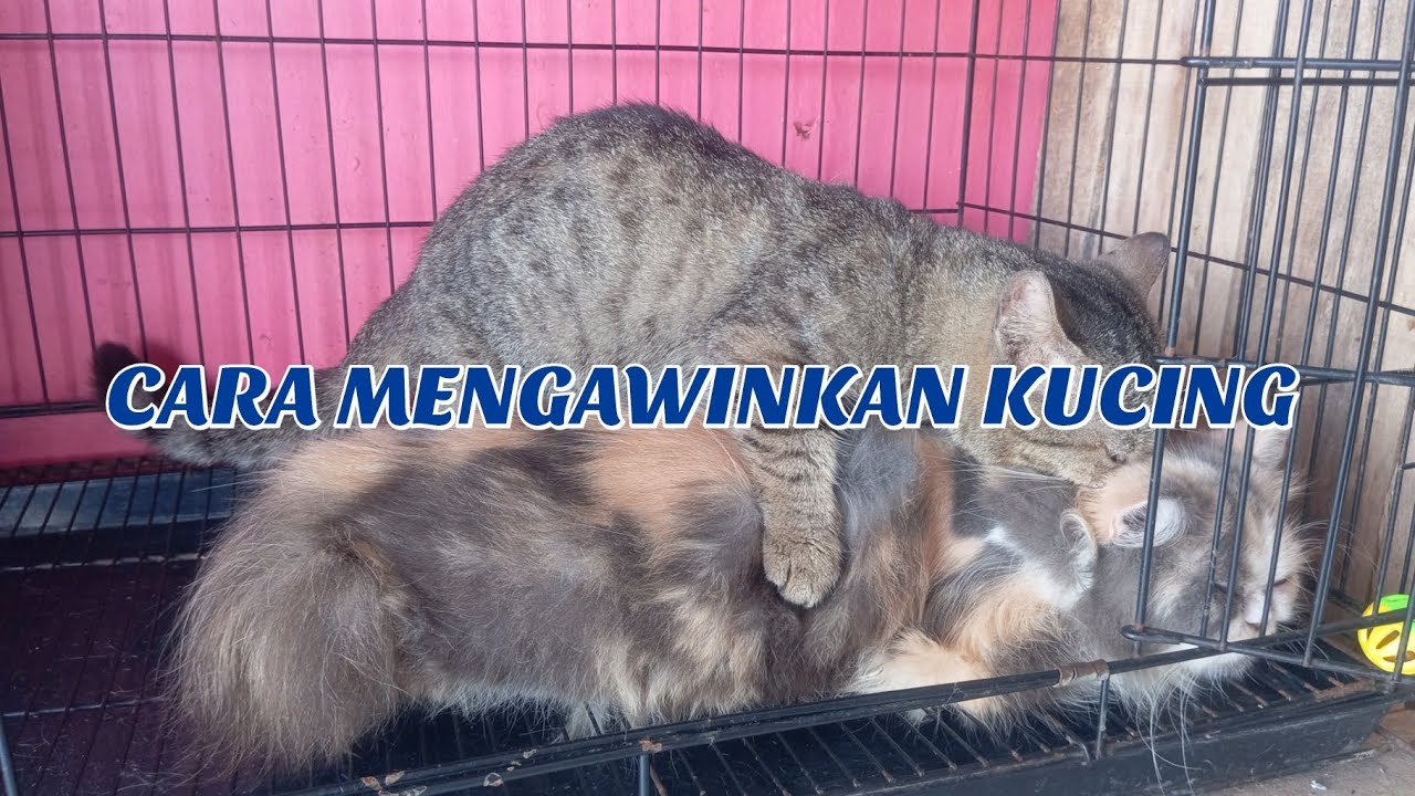 BELAJAR CARA MENGAWINKAN KUCING | TUTORIAL MENGAWINKAN KUCING