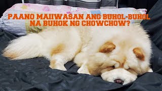 PAANO MAIIWASAN ANG BUHOLBUHOL NA BUHOK NG CHOWCHOW