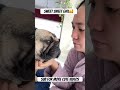 Getting My Morning French Kiss Cute Love Frenchbulldog