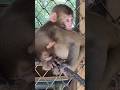 ワイワイワイ、楽しいな #淡路島モンキーセンター #ニホンザル #ニホンザルの赤ちゃん #cute