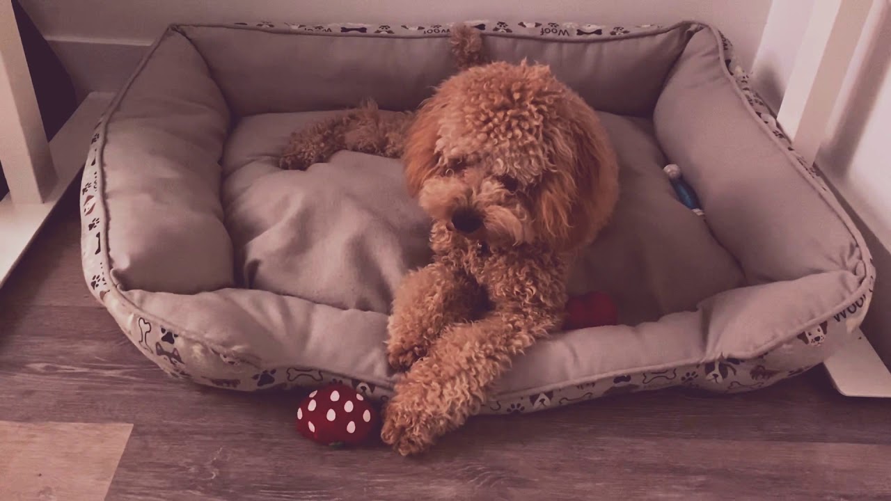 Puppies & Rainy Day YouTube