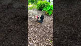 Mini Serama Doing Yard Work!!!?? , #seramachicks #minichicken #chicken AMC to the Moon!