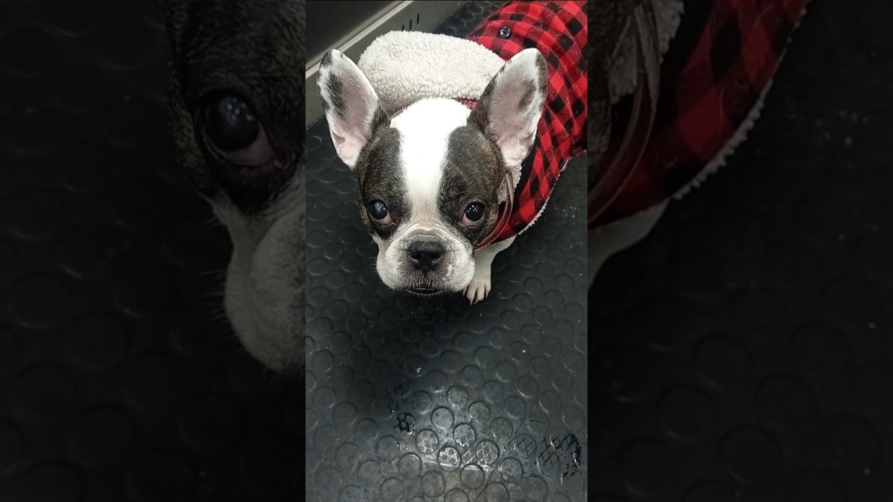 Gürkchen on Tour!🥰 