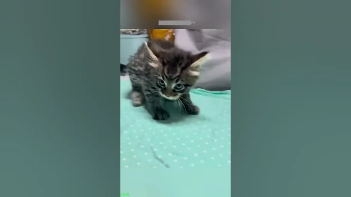 Video 11103441: long funny cat, funny cat talking, cat fight funny, funny cat live, funny cat jumping