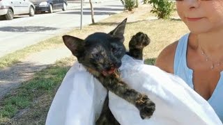 Stray kitty badly injured has a huge willingness to live!!!