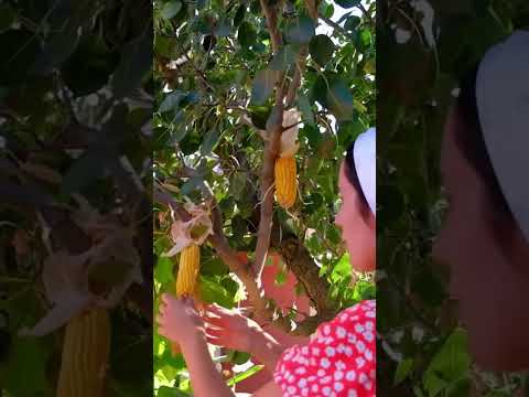 Зачем кукурузу вешают на дерево? #кукуруза #традиции #село #интересныефакты #лайфхак #совет #Shorts