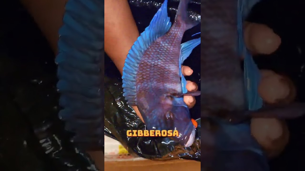Unboxing the BIGGEST Frontosa Cichlid EVER! 
