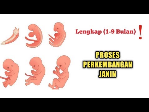 Video: Tahap Perkembangan Bayi Pada Tahun Pertama: Bulan Demi Bulan