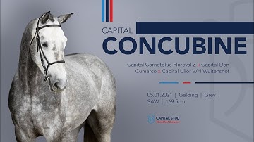 LOT 31 CAPITAL CONCUBINE (Capital Cornetblue x Capital Don Cumarco x Capital Ulior v/h Wuitenshof)