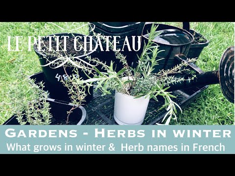 Gardens - Herbs in Winter. What herbs grow in winter, herbs you can propagate, herbs names in French