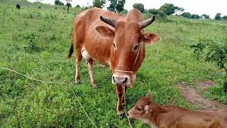 CALF DISEASES