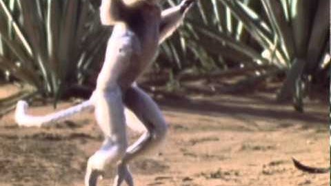 What next after the International Year of Biodiversity? Message from IUCN