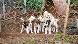 How I Train My Deer Dogs!!