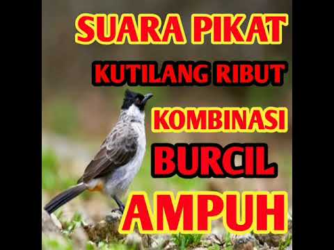 Suara Pikat Kutilang Ribut Kombinasi Burcil Ampuh By Taufik Channel