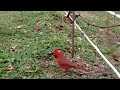 “Live” Bird Feeder in Western New York