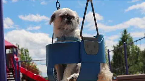 A Day in the Life of a Pug