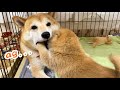 母柴犬ダメージゼロの子犬の甘噛みハムハム