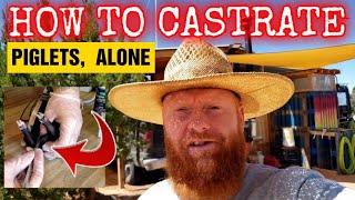 How To Castrate Piglets Alone Arizona Homestead