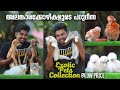 Exotic Pets At small Price || അലങ്കാര കോഴികൾ  |PetZoo