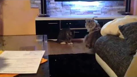 Video 4194151: shorthair maine coon, european maine coon