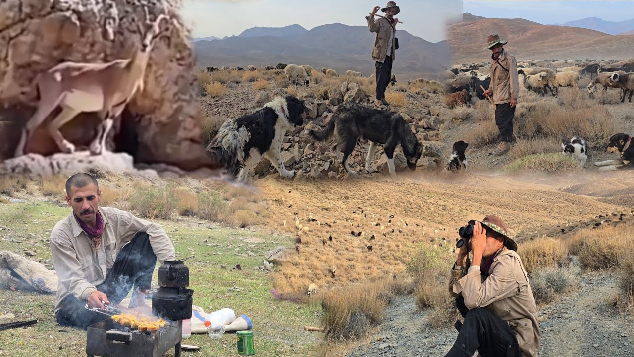 Кочевая жизнь и скрытые источники 💦 | Сцена, в которую вы не поверите: дикие овцы прибыли!