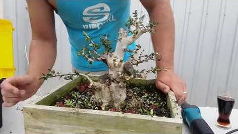 How to style, wire and carve an olive. Aussie bonsai bloke