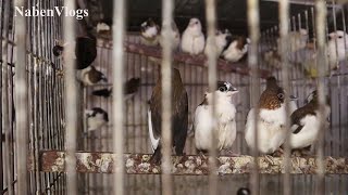 Biggest Bird Market In Dhaka ? Wholesale & Retail ? Buy Bird/Bird Accessories