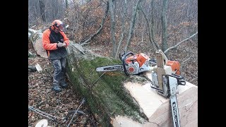 Abattage d&#39;un Hêtre [STIHL 046AV]