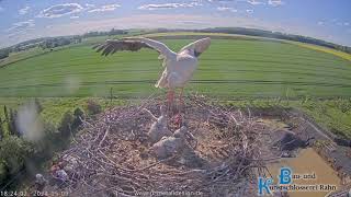 Storchennest Hungen - Zoff im Nest - 09.05.2024