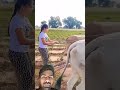 girls 🙈😄🪩🎈kheton mein bail #framer #farming #cow #reels #funny #viral
