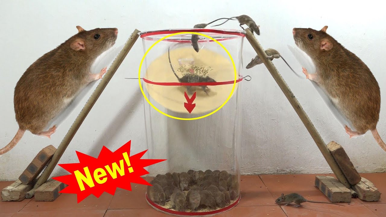 Gagasan perangkap tikus terbaik dari kotak plastik bundar besar / perangkap tikus terbaik /25 tikus