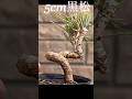 5cm黒松の整枝 #bonsai #盆栽