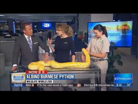 Wildlife World Zoo: Albino Burmese Python