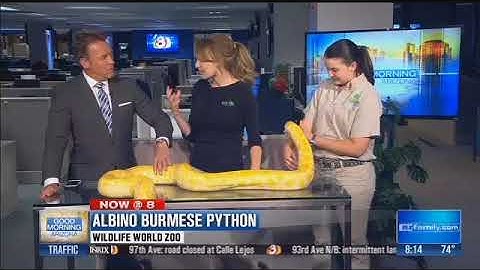 Wildlife World Zoo: Albino Burmese Python