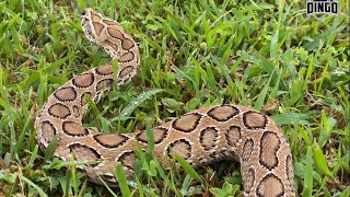 Asia’s Deadliest Snake! Worlds Most Dangerous #6