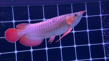 Thây nuớc cho cá rồng huyết long