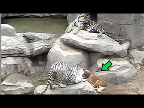 Video: Kas tiigrid elavad parasvöötme vihmametsas?