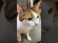 #cat #studywithmeandmycat #kitten #cute