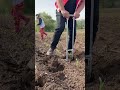 #HelpingFarmers #StainlessStainlessSteelSeedlingTransplanter
