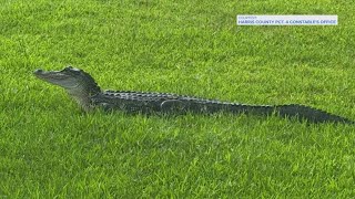 Deputy escorts alligator out of Atascocita neighborhood