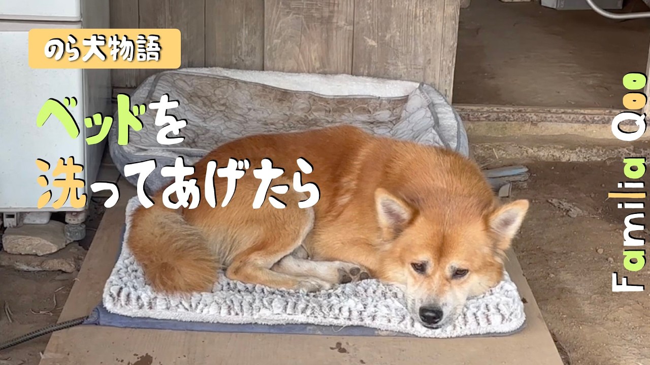 いぬくん I Washed His Bed and Then [Miniature Dachshund and a Stray Dog